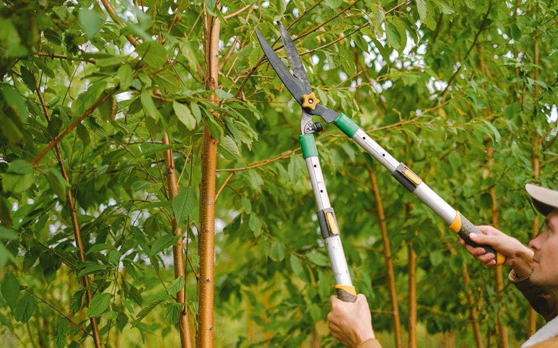Tree trimming in Wallaceton, PA