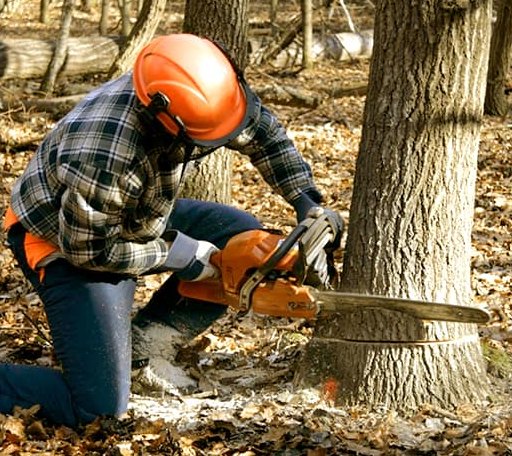 Tree Removal in Wallaceton, PA